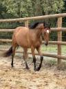 Gelding Saddle Horse For sale 2023 Bay