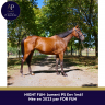 Mare Thoroughbred For sale 2023 Bay