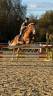 Gelding Origin Recorded For sale 2017 Chesnut