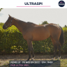 Mare Thoroughbred For sale 2022 Bay