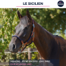 Gelding Thoroughbred For sale 2019 Bay