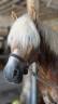 Gelding Haflinger For sale 2019 Silver dapple