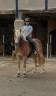 Gelding Haflinger For sale 2019 Silver dapple