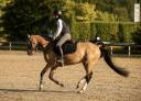 Mare Welsh Part Bred For sale 2018 Buckskin