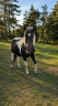 Mare No Origin Recorded For sale 2009 Coloured