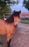 Gelding No Origin Recorded For sale 2018 Buckskin