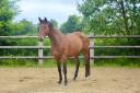 Gelding BWP Belgian Warmblood For sale 2022 Bay