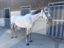 Mare BWP Belgian Warmblood For sale 2016 Grey