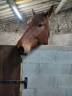 Gelding French Trotter For sale 2016 Bay