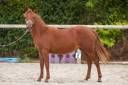Mare New Forest For sale 2025 Chesnut