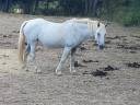 Mare Connemara Free 2003 Grey