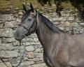Mare Origin Recorded For sale 2022 Grey
