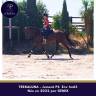Mare Thoroughbred For sale 2022 Bay