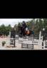 Mare Connemara For sale 2013 Black