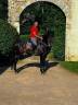 Stallion PRE Pure Spanish Bred For sale 2016 Dark Bay