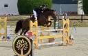 Mare Selle Fran&ccedil;ais For sale 2020 Liver chestnut