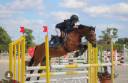Gelding Welsh Pony (Section D), Welsh Cob For sale 2013 Bay