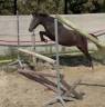 Gelding Welsh Pony (Section B) For sale 2023 Grey