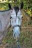 Entire English Thoroughbred For sale 2023 Grey