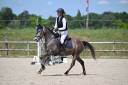 Mare French Saddle Pony For sale 2022 Grey