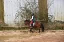 Mare No Origin Recorded For sale 2017 Bay