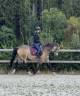 Mare Belgian Riding Pony For sale 2015 Buckskin