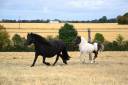Broodmare Shetland Pony For sale 2018 Black