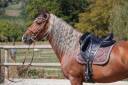 Stallion PRE Pure Spanish Bred For sale 2017 Palomino