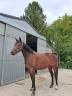 Mare sBs Belgian Warmblood For sale 2023 Bay