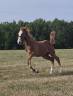 Mare sBs Belgian Warmblood For sale 2026 Chesnut