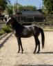 Colt No Origin Recorded For sale 2025 Grey