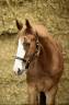 Gelding Selle Fran&ccedil;ais For sale 2022 Chesnut