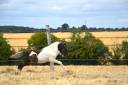 Colt Shetland Pony For sale 2026 Coloured