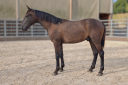 Stallion PRE Pure Spanish Bred For sale 2025 Black