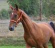 Colt PRE Pure Spanish Bred For sale 2025 Bay