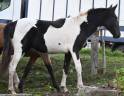 Filly No Origin Recorded For sale 2025 Coloured