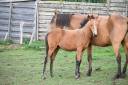 Filly Lusitano For sale 2026 Buckskin