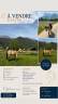 Mare French Saddle Pony For sale 2014 Buckskin