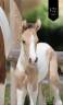 Colt KWPN Dutch Warmblood For sale 2026 Tobiano