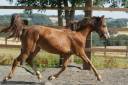 Mare French Saddle Pony For sale 2025 Liver chestnut