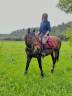 Mare English Thoroughbred For sale 2017 Bay