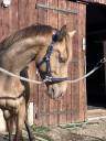 Mare Origin Recorded For sale 2021 Champagne