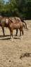 Colt French Saddle Pony For sale 2026 Bay