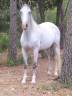 Mare Lusitano For sale 2020 White