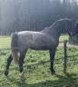 Stallion Selle Fran&ccedil;ais For sale 2023 Grey