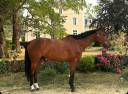 Gelding Selle Fran&ccedil;ais For sale 2021 Bay