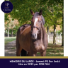 Mare English Thoroughbred For sale 2022 Bay