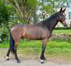 Gelding Selle Fran&ccedil;ais For sale 2016 Dark Bay