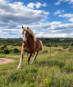 Gelding Haflinger For sale 2022 Chesnut
