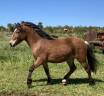 Gelding Welsh Pony (Section A) For sale 2023 Dark Bay